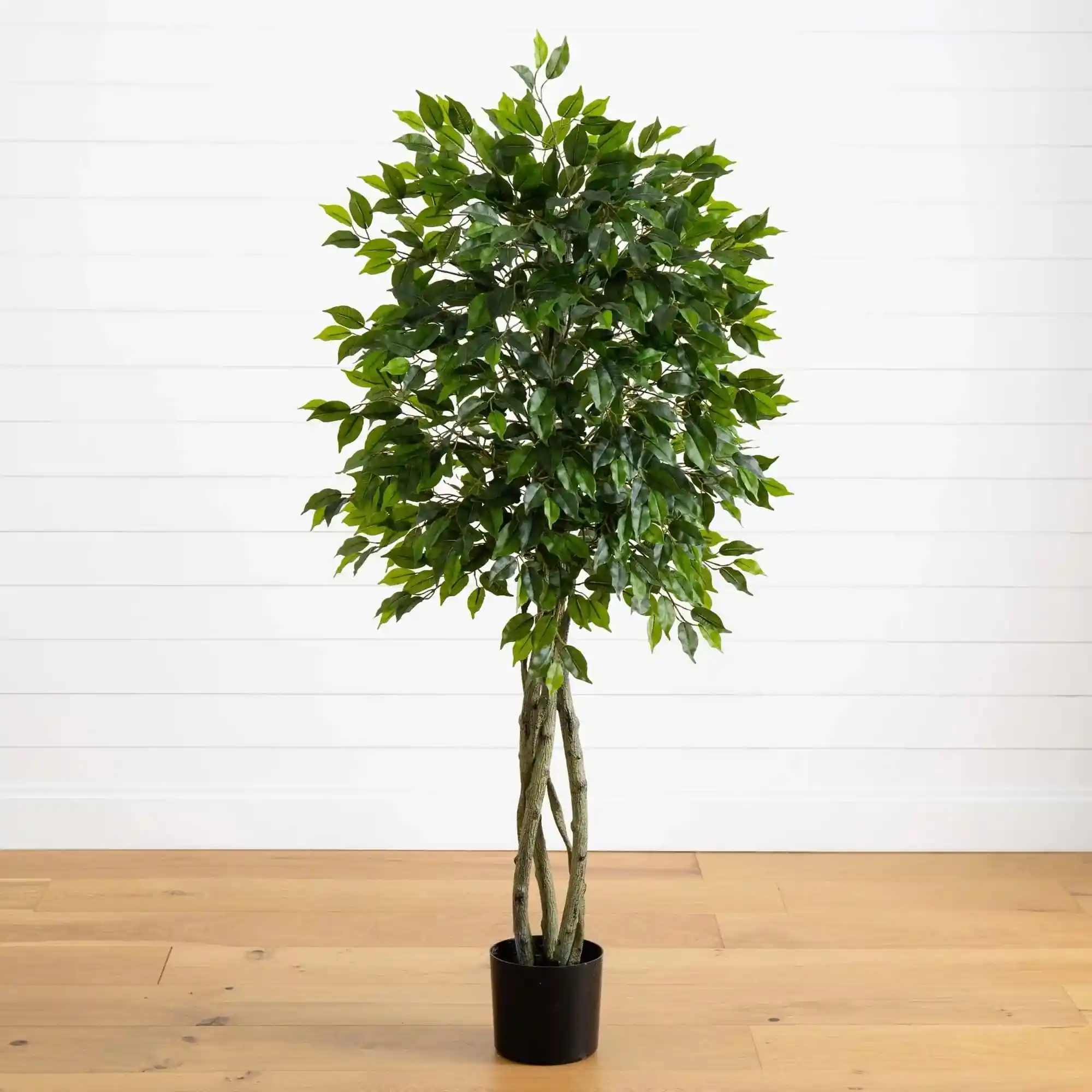 Ficus 1313 (ફિકસ)
